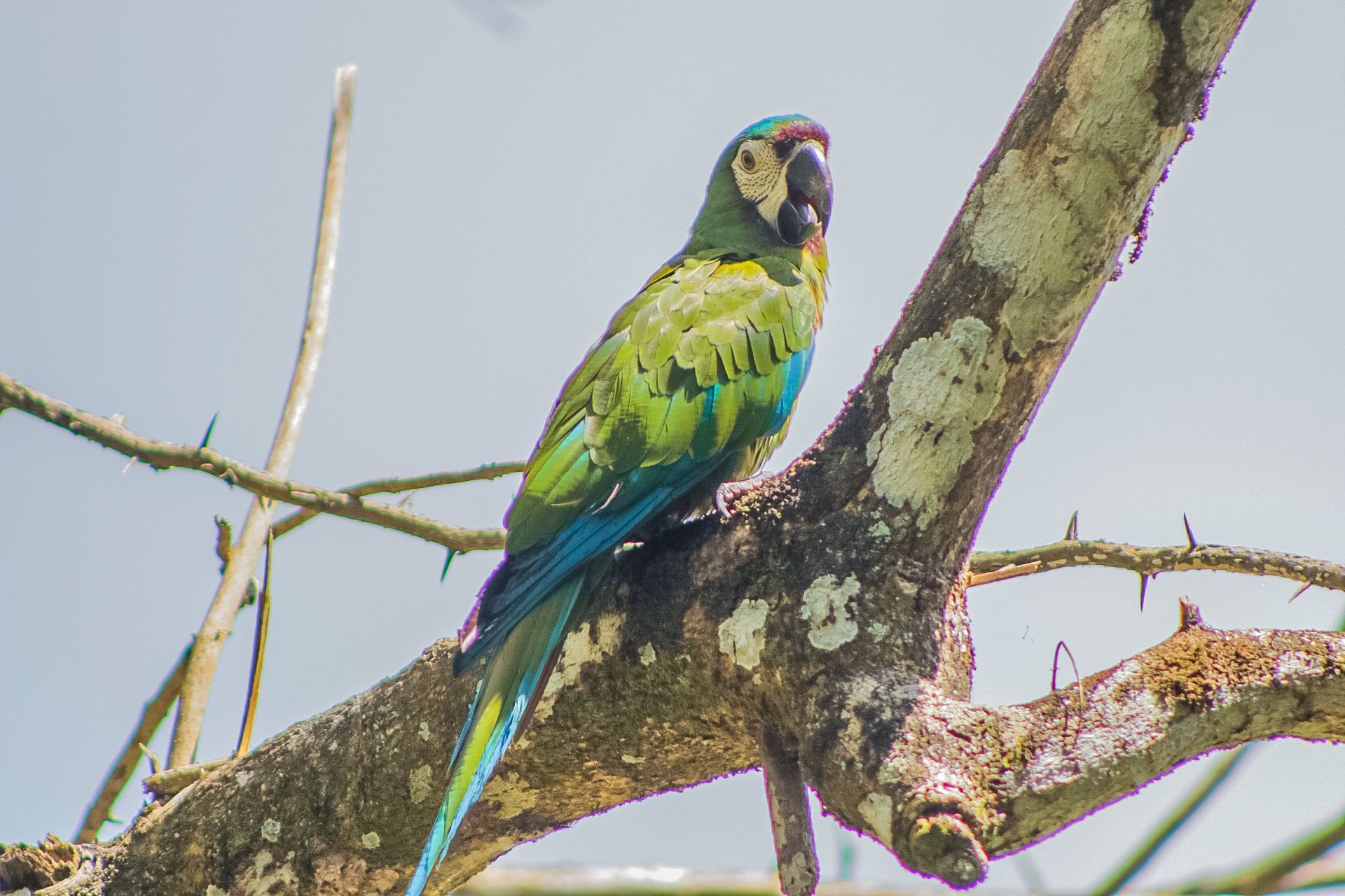 LIBERACIÓN DE FAUNA EN EL META 6 