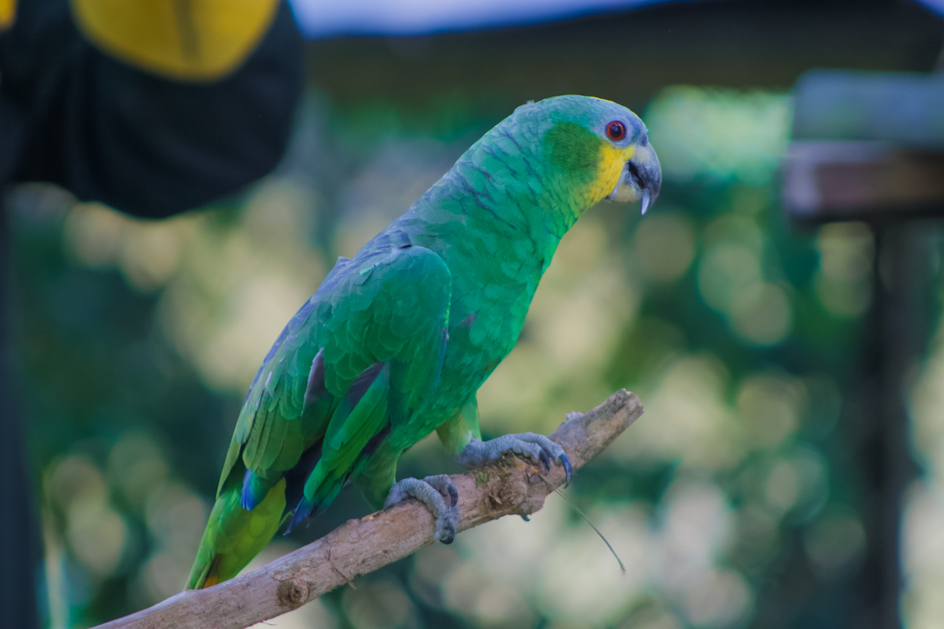 LIBERACIÓN DE FAUNA EN EL META 7 