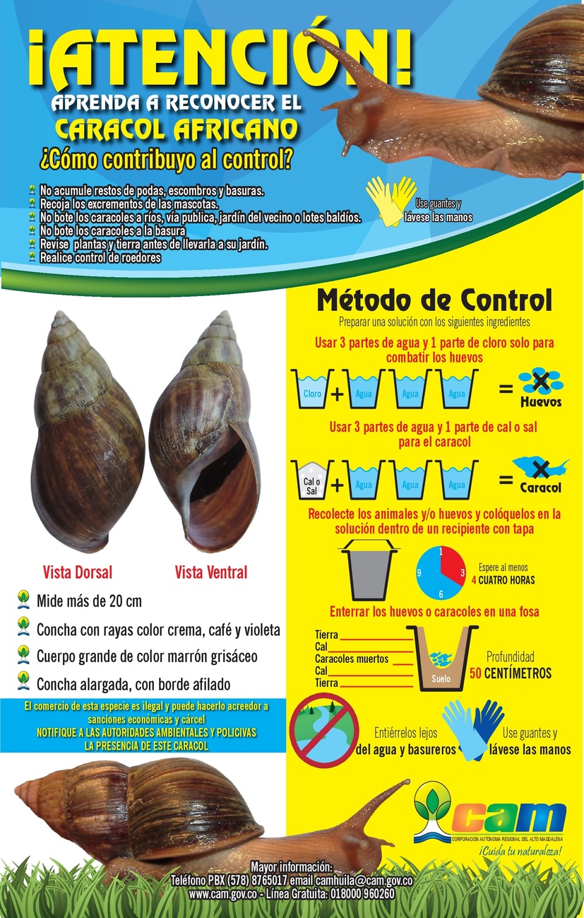 Atención, caracol africano