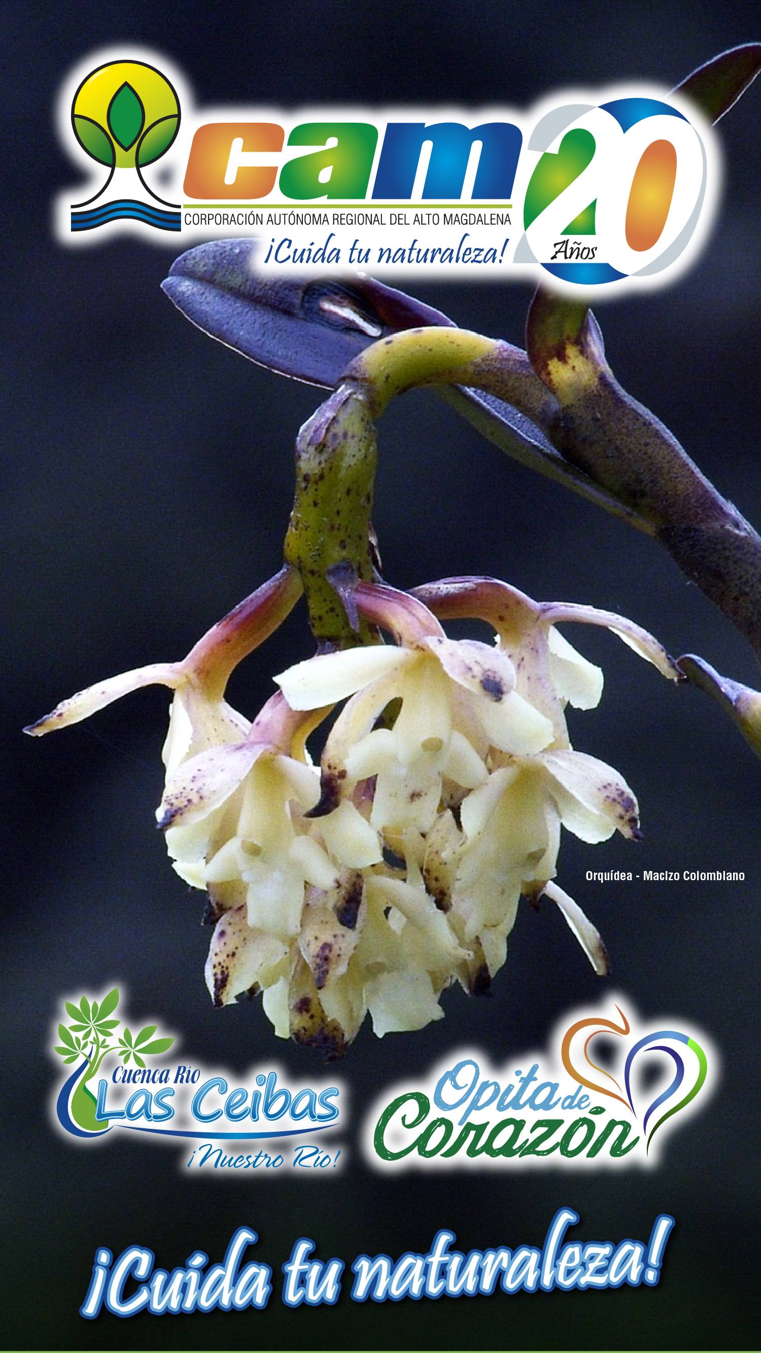 Orquidea