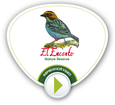 BOTONES VIDEOS NV 17