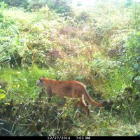 dts_san_agustn_puma_concolor_puma