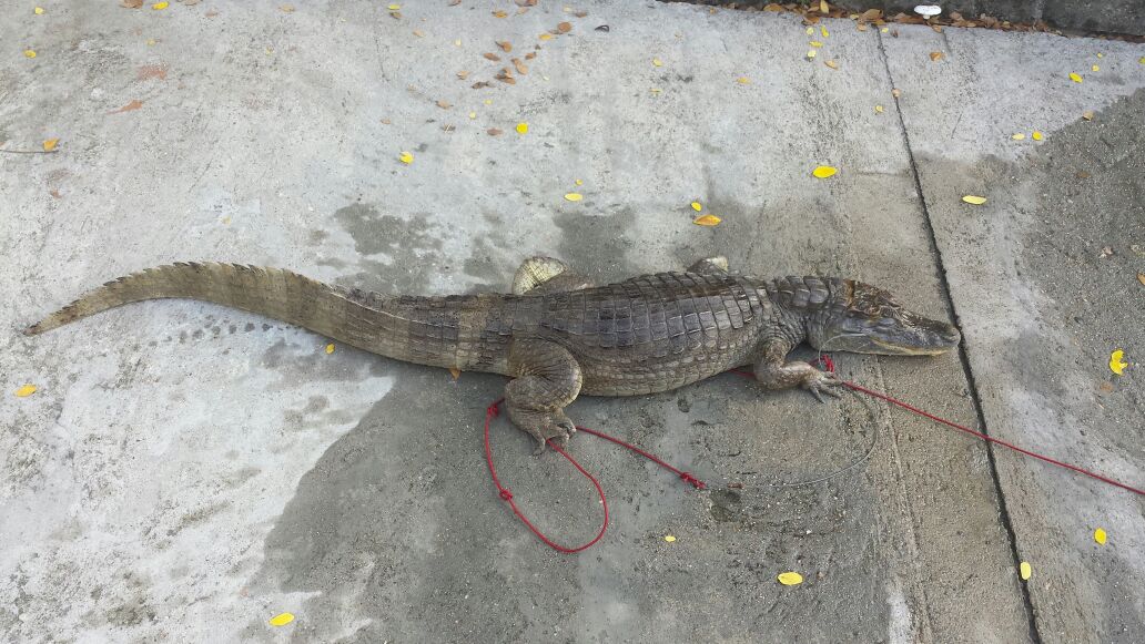 INCAUTAN BABILLA A CAZADORES  3