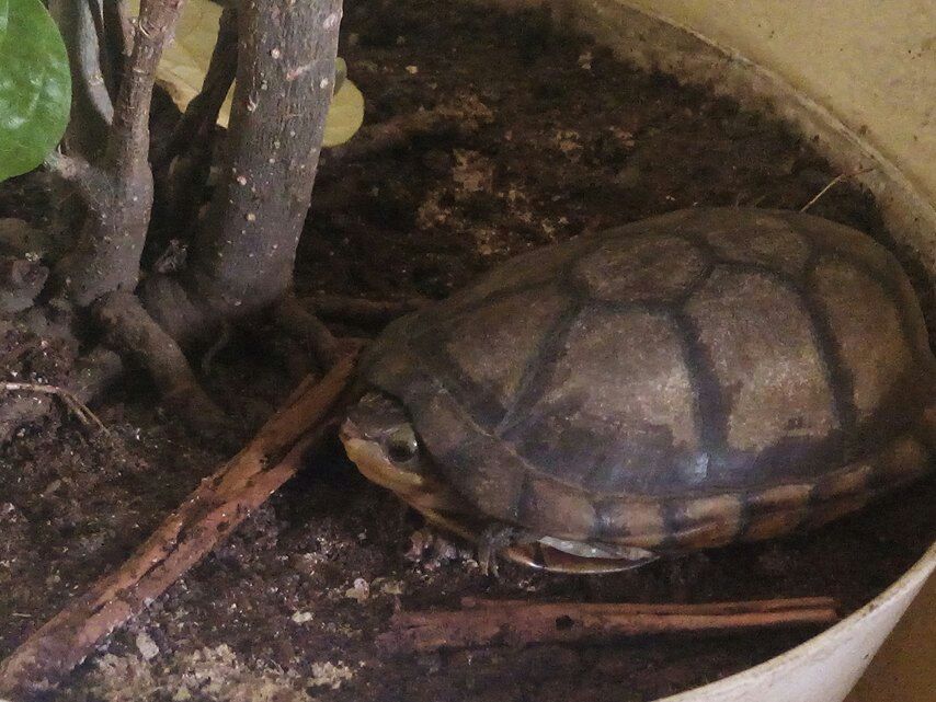 tortuga