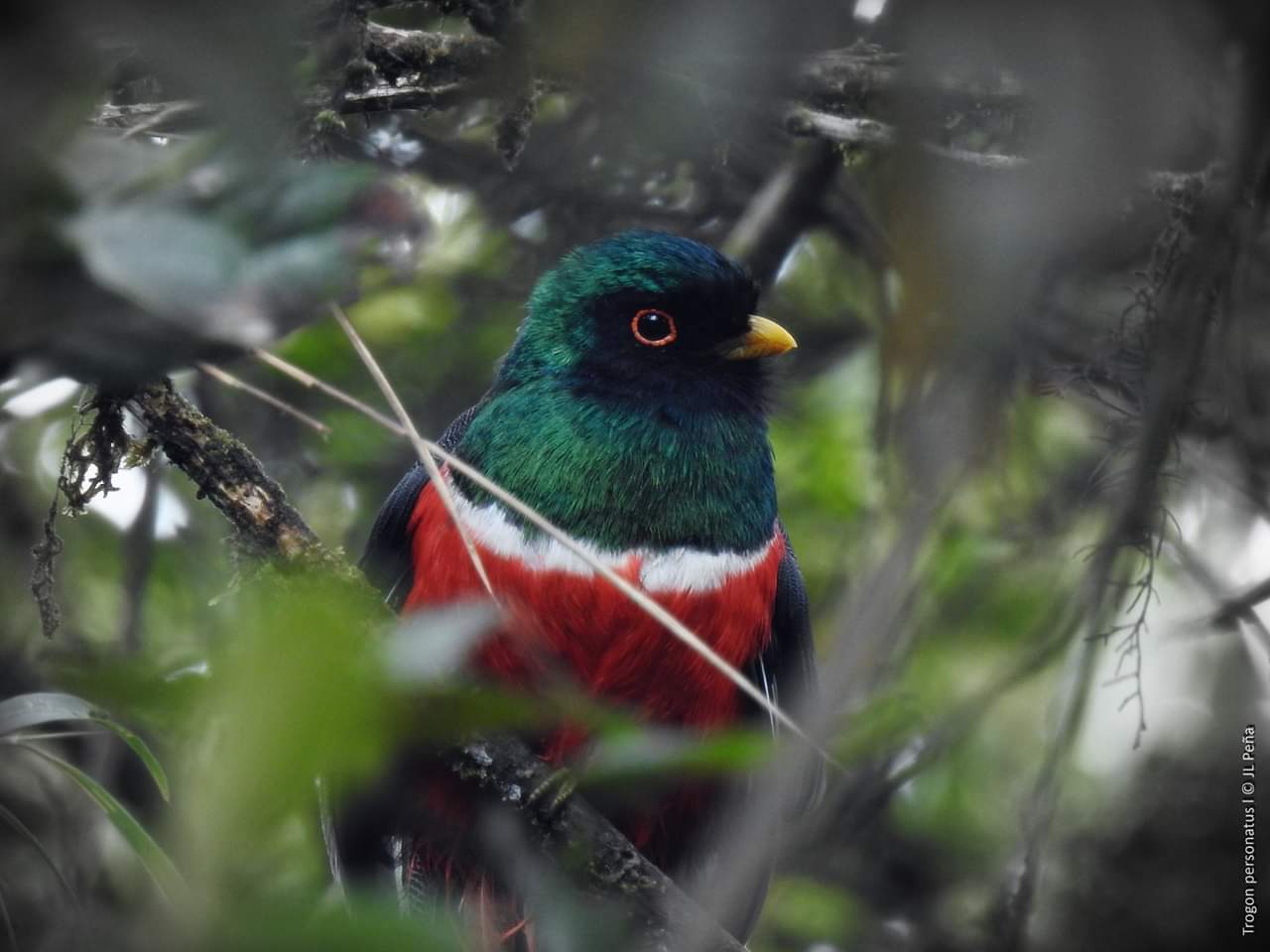 AVES 1